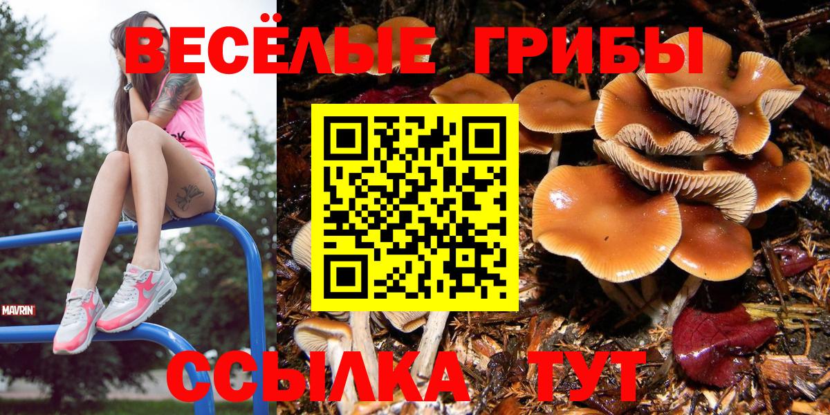 Псилоцибиновые грибы Psilocybe Саяногорск