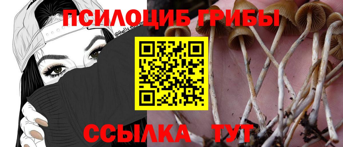 Саяногорск  где найти   Вход с VPN  Псилоцибиновые грибы прущие грибы 
